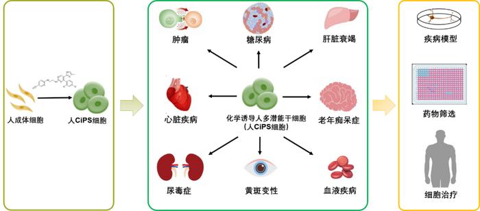 我國自主研發的新一代人多潛能干細胞制備技術問世 北京大學鄧宏魁團隊引領細胞技術研發與應用新突破